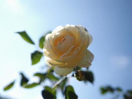 バラ園で淡い薔薇を撮影しました バラ園で淡い薔薇を撮影しましたの写真
