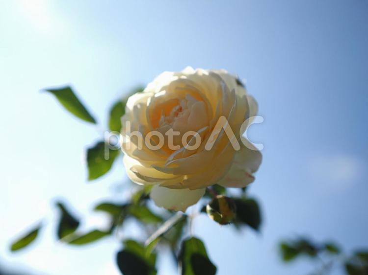 バラ園で淡い薔薇を撮影しました 花,薔薇,自然の写真素材