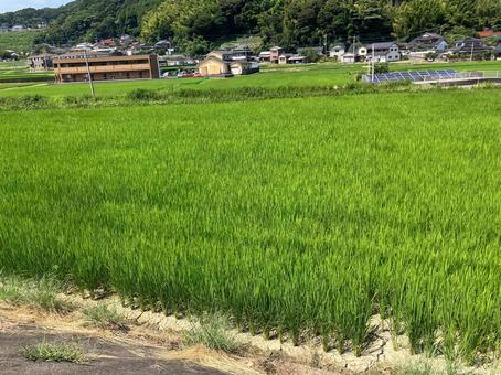 青々と育った田んぼの稲 青々と育った田んぼの稲 田んぼ,田園,稲の写真素材