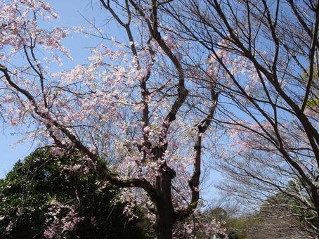 Photo, april, cherry blossoms, petal, 