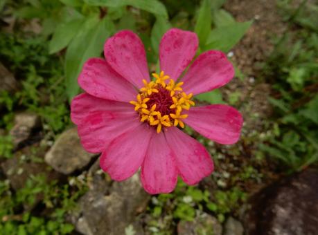 【花の写真】 ヒャクニチソウ（百日草）の写真