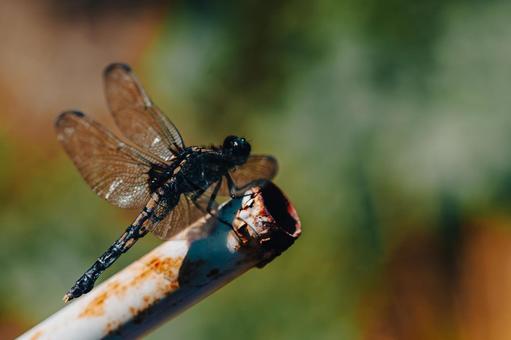 Photo, coconut shell, insect, dragonfly, 