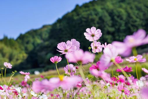 Cosmos in Sakaharacho, Nara, JPG
