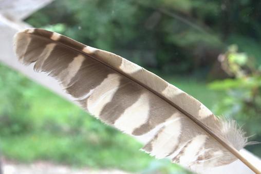 Photo, bird's feather, wild bird, feather, 
