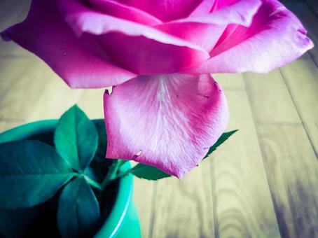 バラの花びら バラの花びらの写真