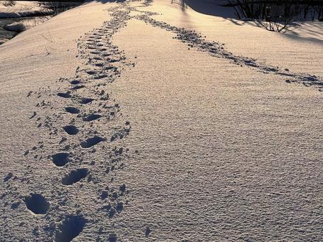 Footprints in the snow, JPG Footprints in the snow, JPG