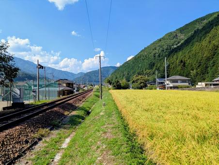 単線の線路沿いに実る黄金色の垂り穂 稲穂,線路,単線の写真素材