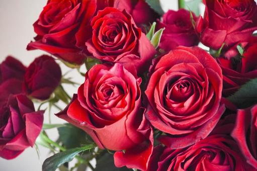赤い薔薇 赤い薔薇の写真