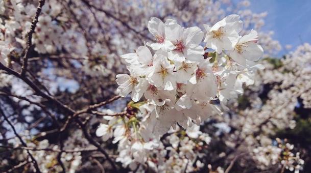 桜 桜の写真