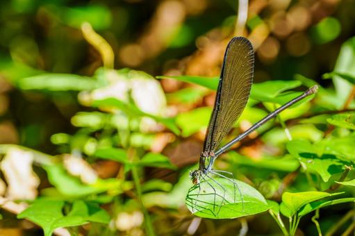 ハグロトンボ⒁ トンボ,ハグロトンボ,ホソホソトンボの写真素材