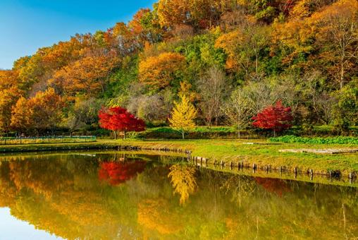 湖面に映し出された晩秋の風景 水面,鏡面,青空の写真素材