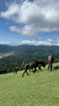 都井岬草原の野生馬 都井岬草原の野生馬の写真