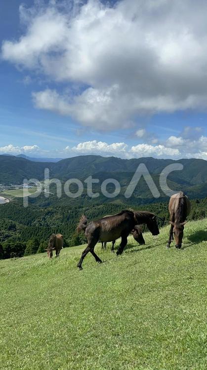 都井岬草原の野生馬 都井岬,野生馬,綺麗の写真素材