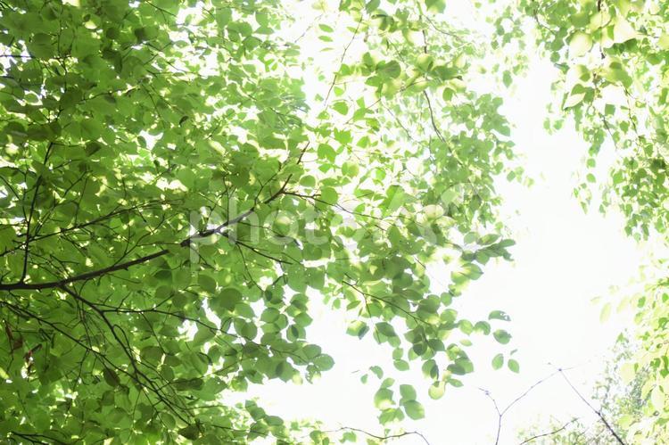 木漏れ日 植物,木,葉の写真素材