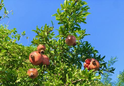 青空とザクロ 青空とザクロ ざくろ,柘榴,赤い粒の写真素材