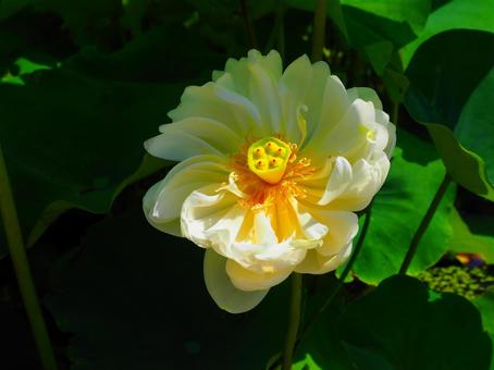 行田―完全に開花した漢蓮(カンレン) 行田―完全に開花した漢蓮(カンレン)の写真