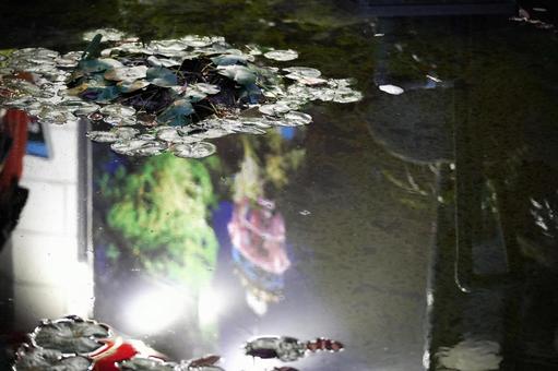 夜の水面に浮かぶ睡蓮の葉 睡蓮,水面,葉の写真素材