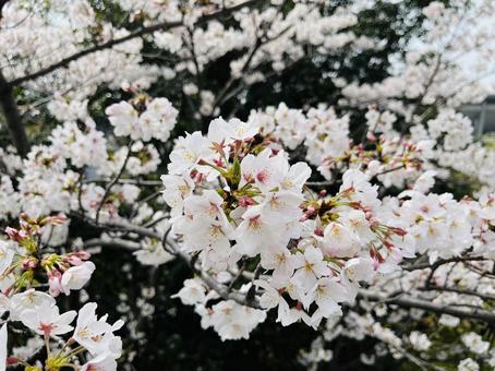 桜 桜の写真