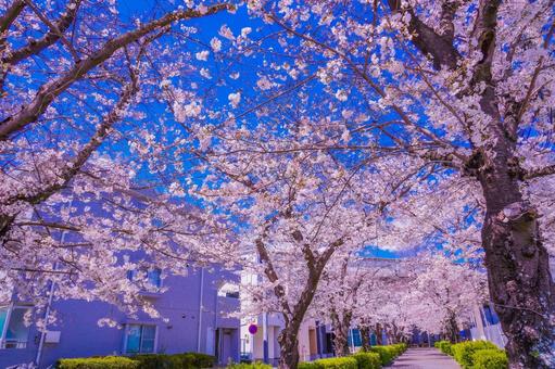 青葉区桜トンネル 青葉区桜トンネルの写真