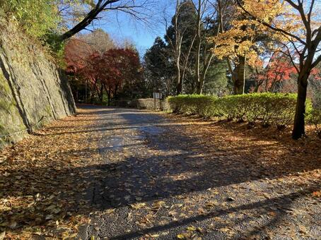 秋の紅葉と日の光が美しい箱根の道 紅葉,もみじ,秋の写真素材