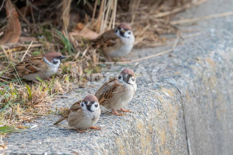佇むスズメたち スズメ,鳥,野鳥の写真素材