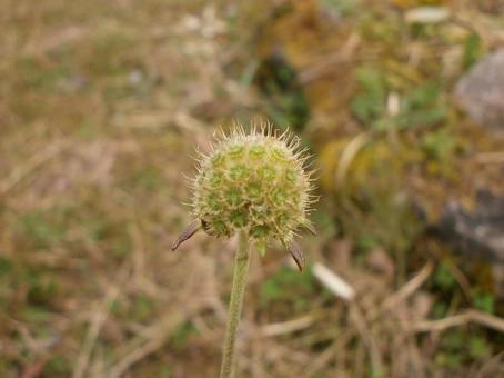 晩秋の野山　マツムシソウ 晩秋,マツムシソウ,野山の写真素材