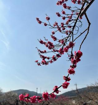 梅 梅 梅,梅の花,赤い花の写真素材