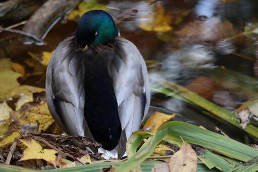 お昼寝をするマガモ 可愛い,寝る,昼寝の写真素材