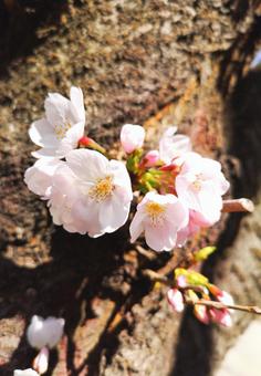 桜 桜の写真