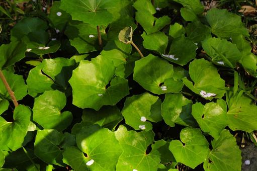 【植物の写真】ツワブキの葉 【植物の写真】ツワブキの葉の写真