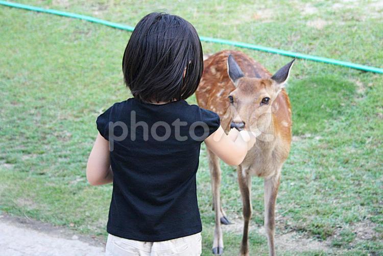 鹿にエサをあげる女の子 鹿,動物,哺乳類の写真素材
