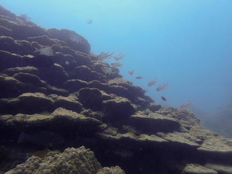 ベニマツカサ他 ベニマツカサ,魚,フカアナハマサンゴの写真素材