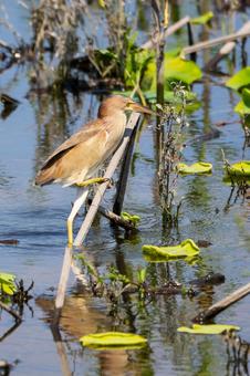Photo, bird, yellow bittern, wild bird, 