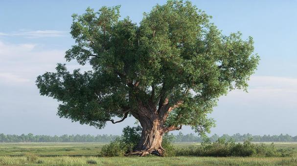 青空と草原に映える大樹 青空と草原に映える大樹の写真