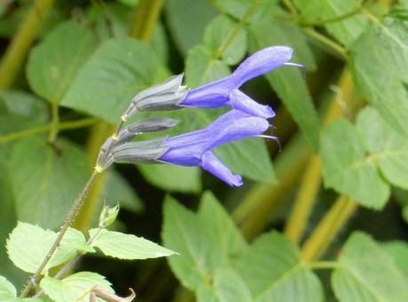 【花の写真】サルビア・ガラニチカ サルビア,サルビア・ガラニチカ,自然の写真素材