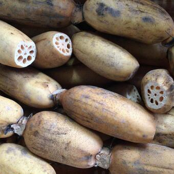 れんこん レンコン,蓮根,野菜の写真素材