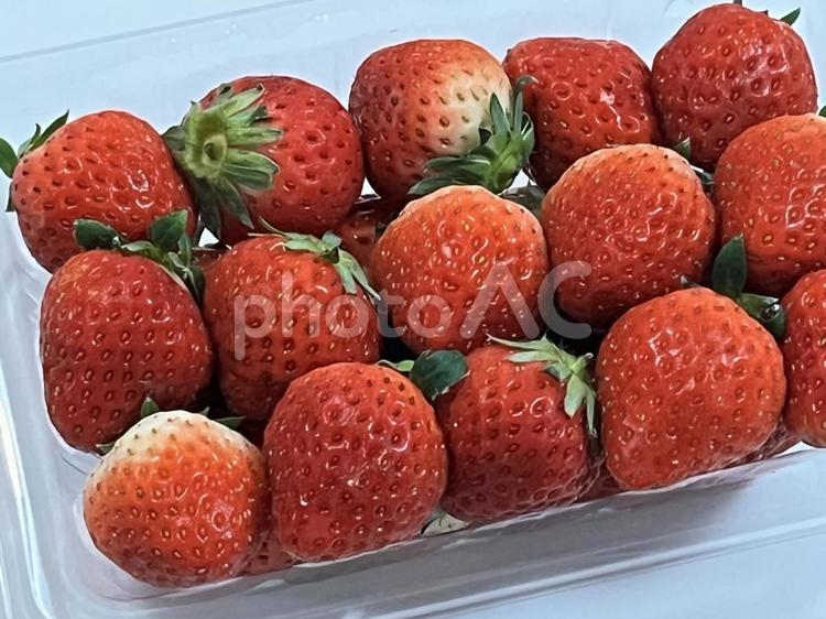 いちご　さぬきひめ いちご,strawberry,フルーツの写真素材