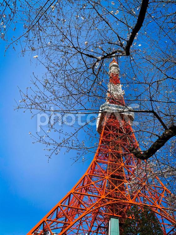 東京タワーと咲きかけの桜 東京タワー,ランドマーク,風景の写真素材