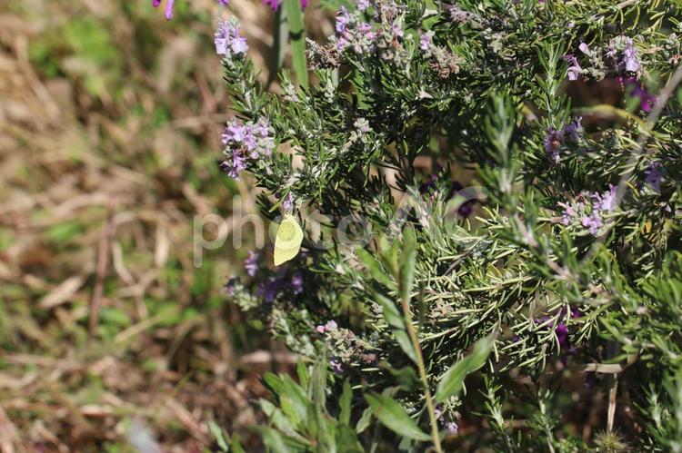 小さな紫の花に止まるキタキチョウ 蝶,ちょうちょ,チョウの写真素材
