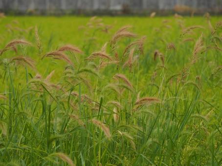 田んぼの雑草 ケイヌビエ① 田んぼの雑草 ケイヌビエ①の写真