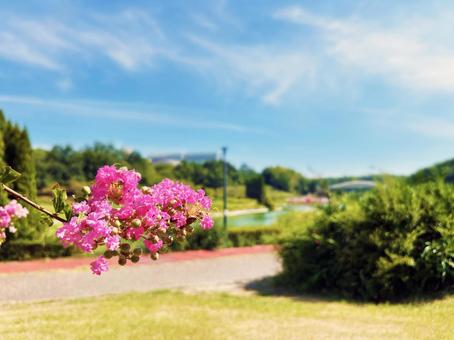 日を浴びるサルスベリの花と爽やかな青空 日を浴びるサルスベリの花と爽やかな青空 サルスベリ,花,フラワーの写真素材
