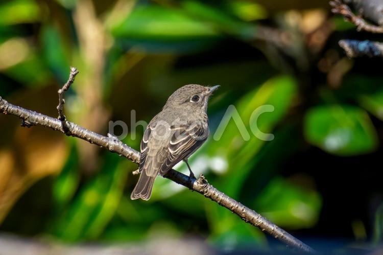 枝にとまるコサメビタキ コサメビタキ,野鳥,鳥の写真素材