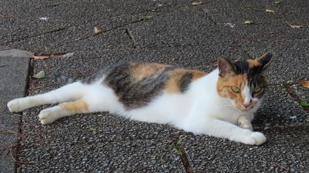 夕涼みが日課のもふもふであざとい三毛猫 夕涼みが日課のもふもふであざとい三毛猫 三毛猫,猫,寝そべるの写真素材