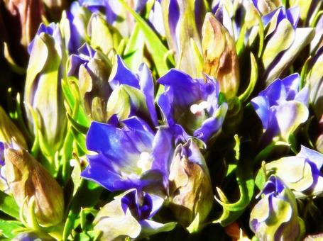 リンドウ リンドウ 花,植物,花壇の写真素材