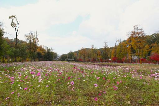 コスモス 2013 01 コスモス,秋桜,キク科の写真素材