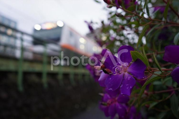 雨上がりの紫の花と通り過ぎる電車の一瞬 電車,花,紫の花の写真素材