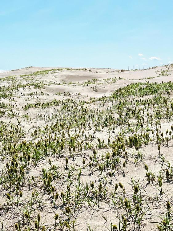 砂浜に生えているコウボウムギ 砂浜,植物,コウボウムギの写真素材
