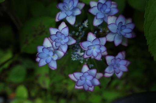 紫陽花④ あじさい,紫陽花,梅雨の写真素材