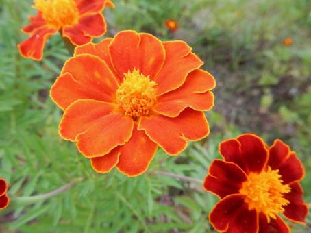 【花の写真】マリーゴールドの写真