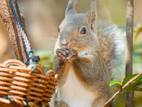 餌を食べるニホンリス 餌を食べるニホンリスの写真